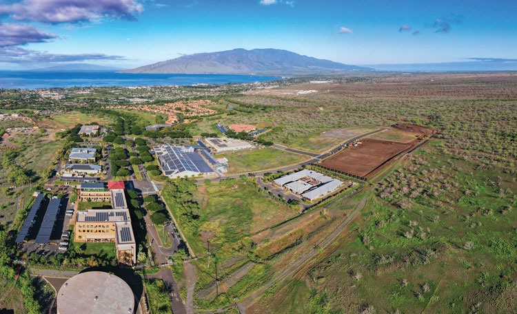 Maui Lipoa