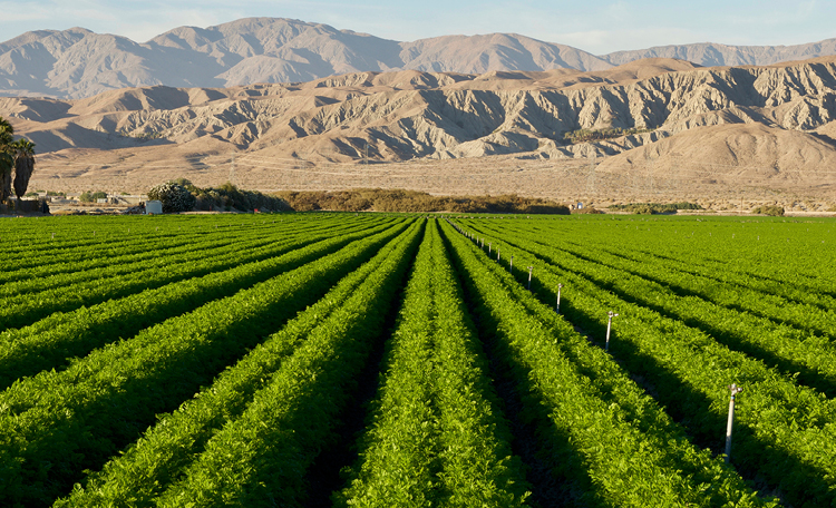 Imperial Valley Agricultural Land web webcard