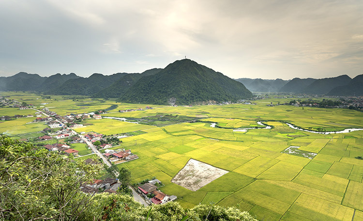 paddy field in Bac Son, VIetnam
