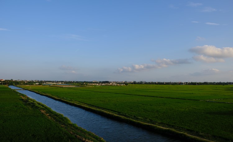 Field in Hai Duong