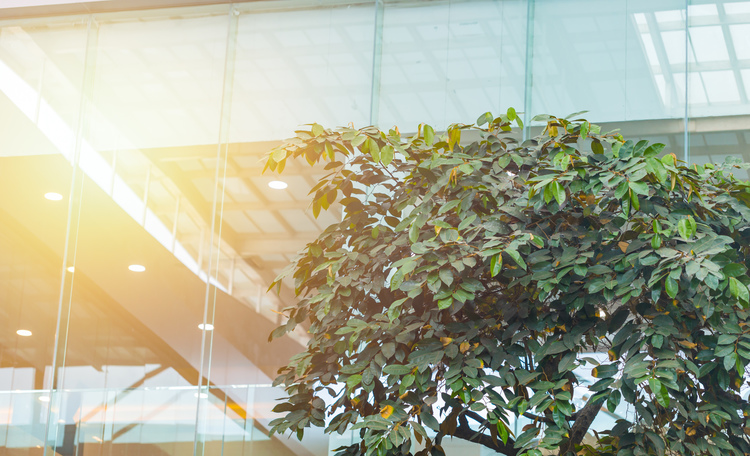 Glass office facade with tree Australia