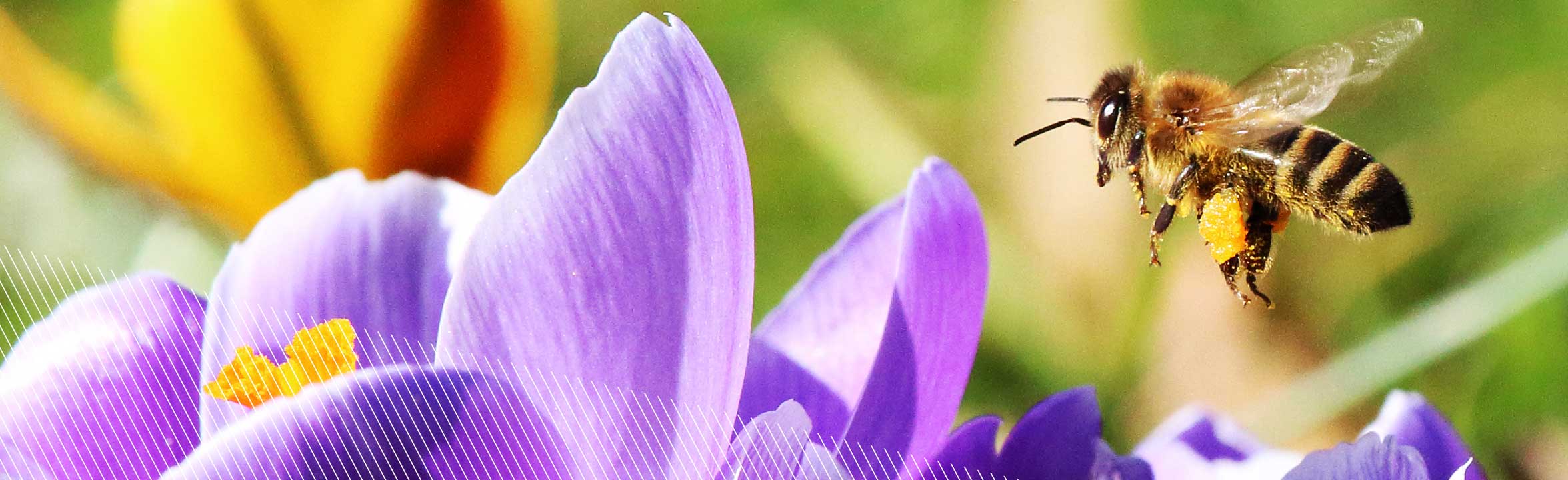 Project 2028 bees ESG