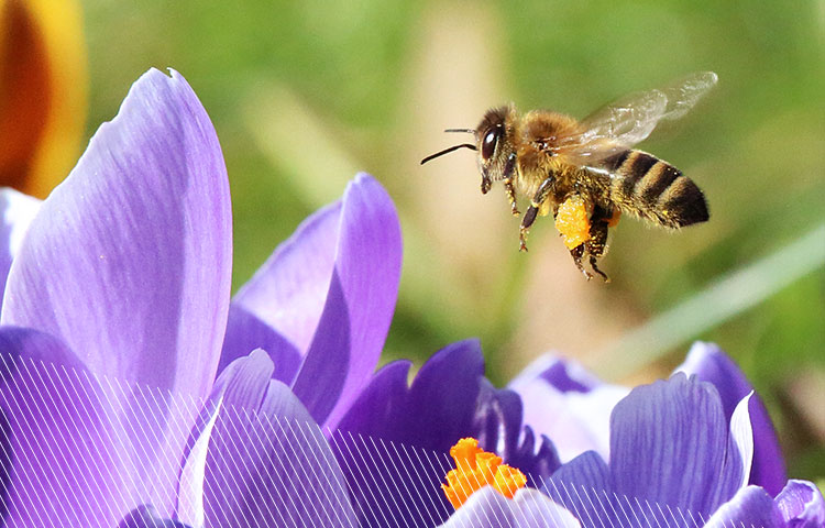 Project 2028 bees ESG