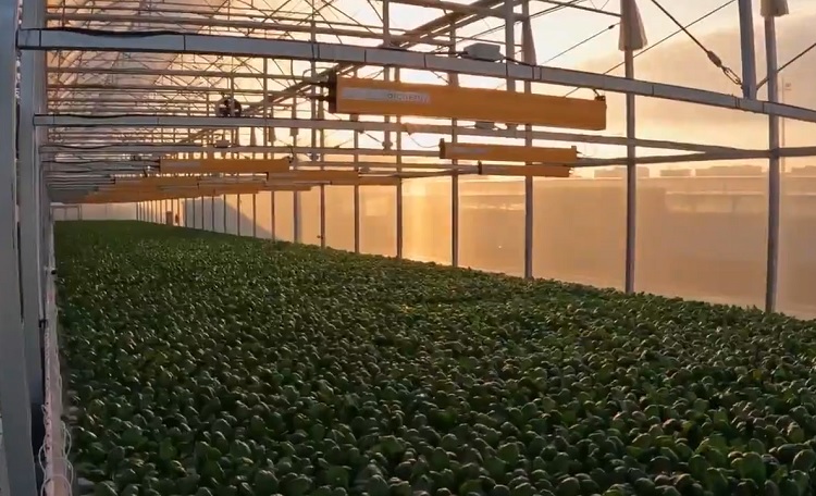 ComCrop-Video